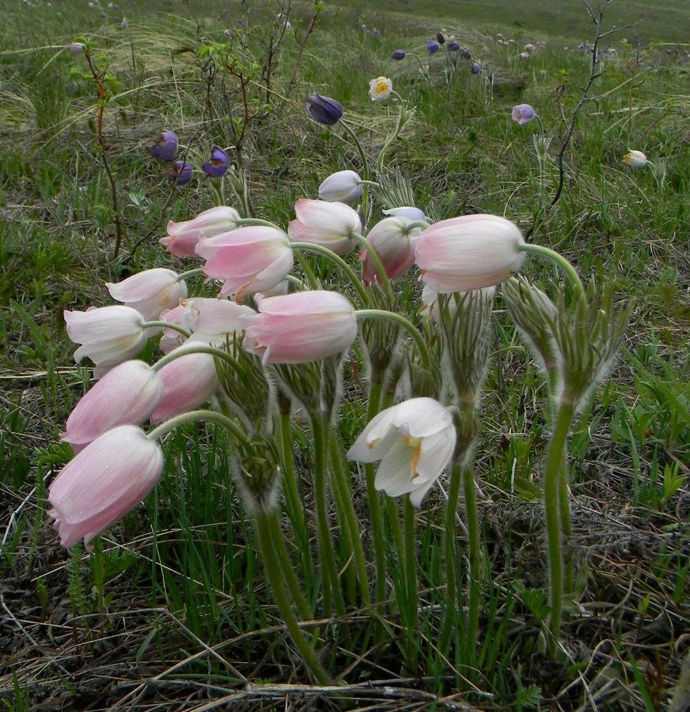 Image of Pulsatilla multifida specimen.