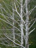 Betula pendula