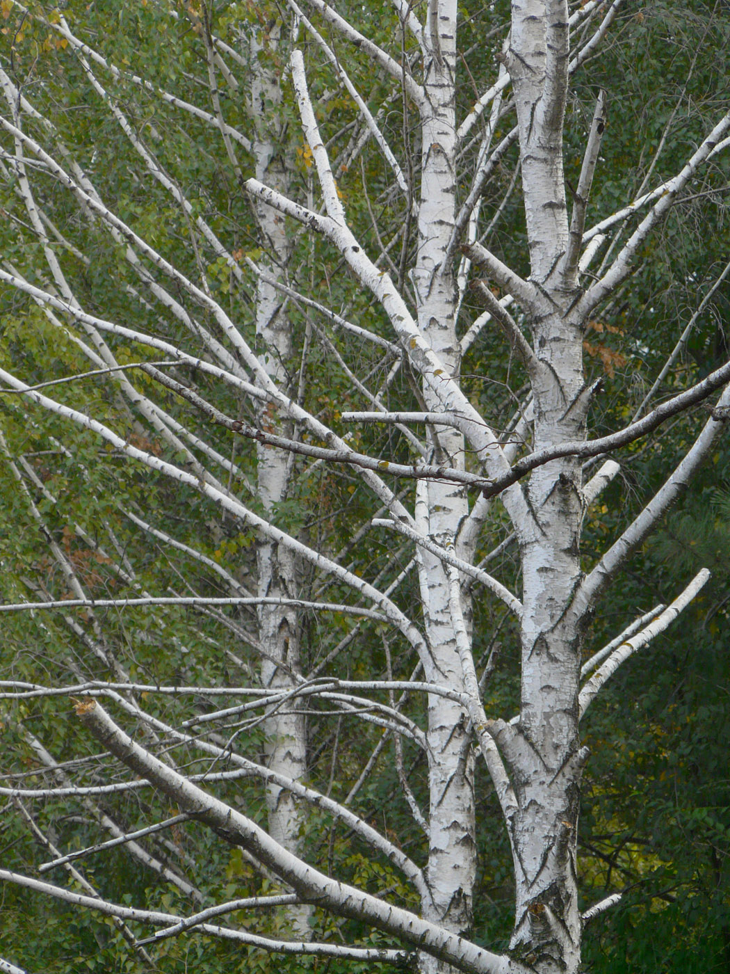 Image of Betula pendula specimen.