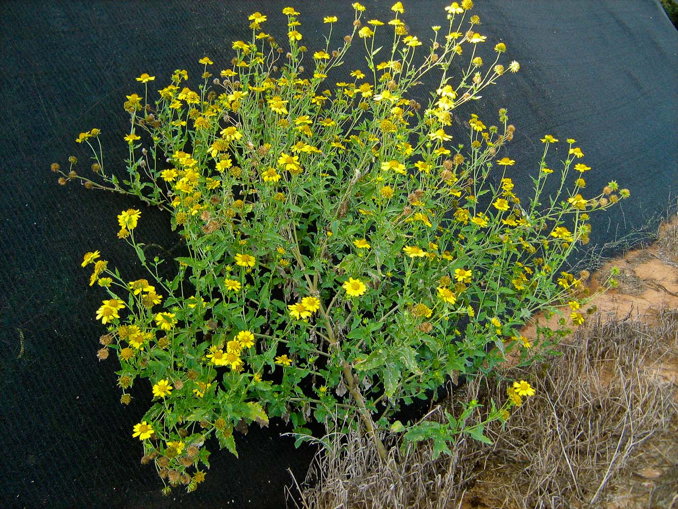 Image of Verbesina encelioides specimen.