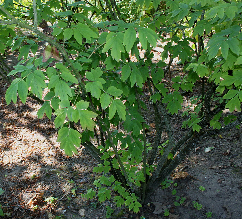Image of Paeonia rockii specimen.