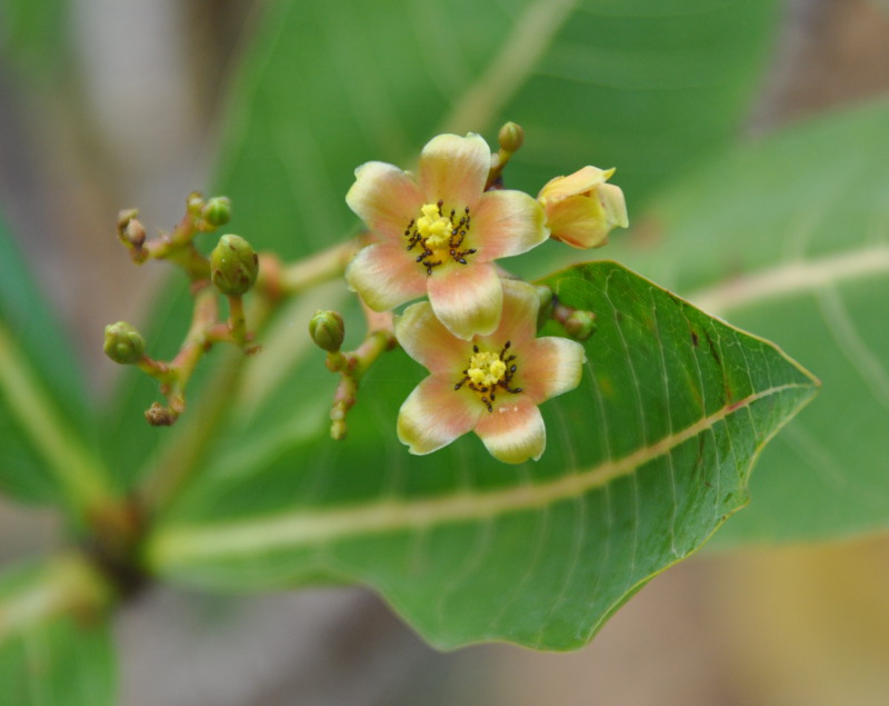 Image of Jatropha unicostata specimen.