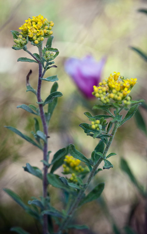 Изображение особи Odontarrhena muralis.