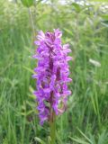 Dactylorhiza incarnata. Соцветие. Украина, Киевская обл., Киево-Святошинский р-н, окр. г. Боярка, заливной луг по соседству с ольховым лесом. Июнь 2010 г.