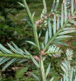 familia Taxodiaceae. Средняя часть веточки (у хвоинок видны их нижние стороны). Германия, г. Дюссельдорф, Ботанический сад университета. 10.03.2014.