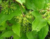 Smilax maximowiczii