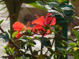 Hibiscus rosa-sinensis. Части побегов с цветами и бутонами. Египет, окр. Марса-Алама, в культуре. 30 апреля 2010 г.