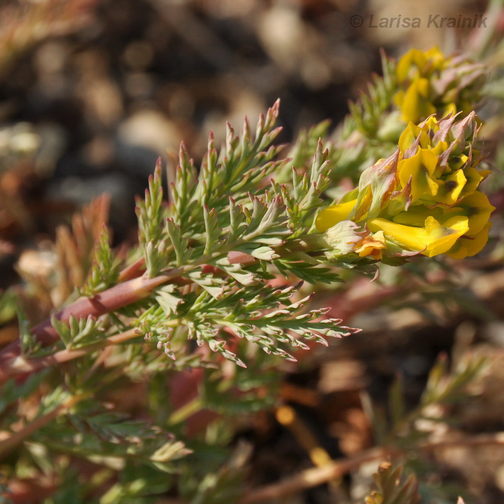 Image of Corydalis speciosa specimen.