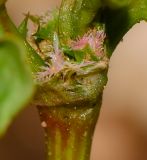 Rumex spinosus