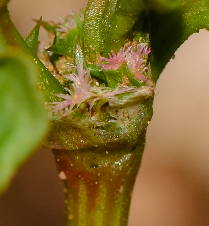 Изображение особи Rumex spinosus.