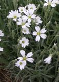 Cerastium argenteum