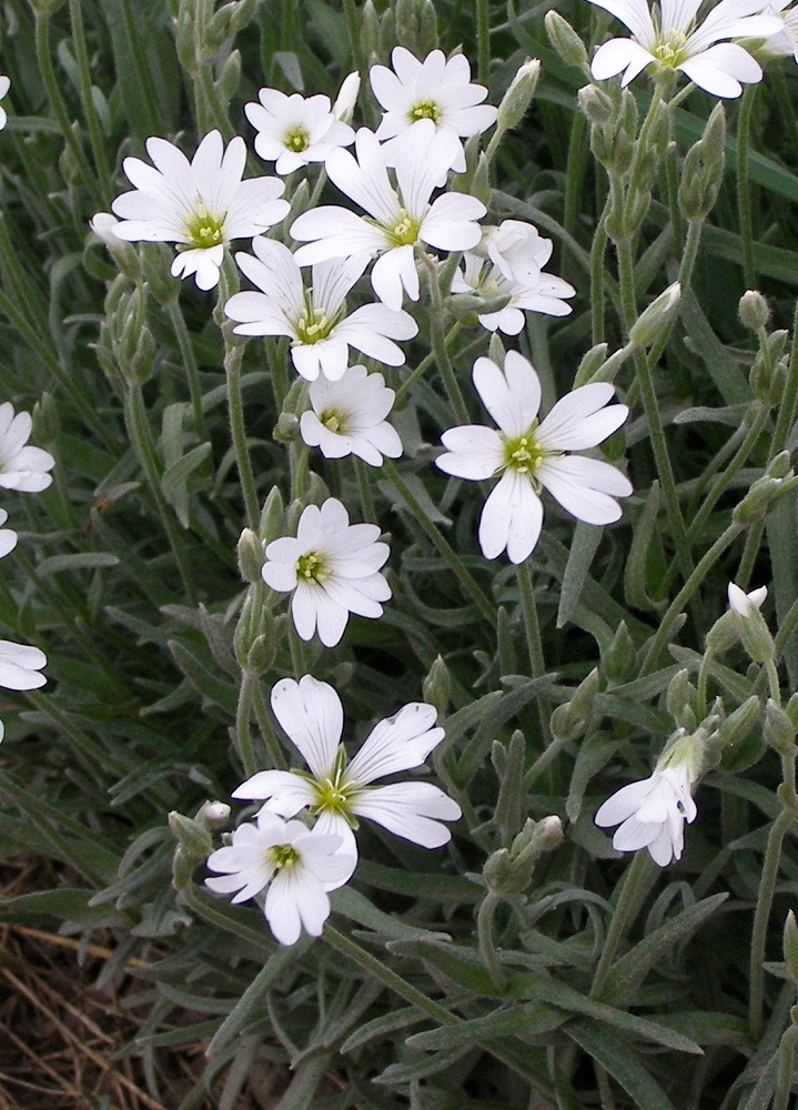 Изображение особи Cerastium argenteum.