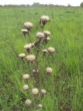 Carlina vulgaris