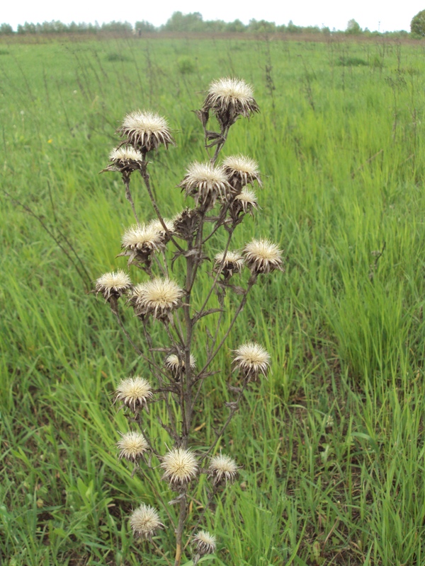 Изображение особи Carlina vulgaris.