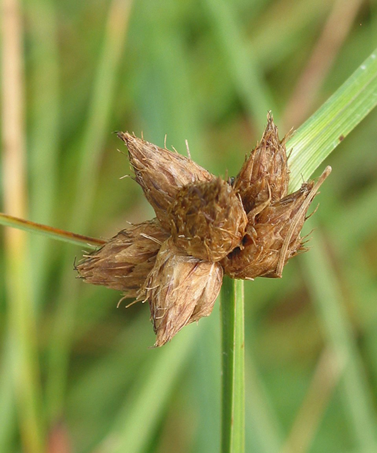 Изображение особи Bolboschoenus planiculmis.