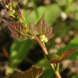 Menispermum dauricum. Верхушка расцветающего растения. Приморский край, Партизанский р-н, окр. с. Хмельницкое, берег р. Тигровая. 18.05.2014.