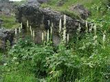 Aconitum orientale