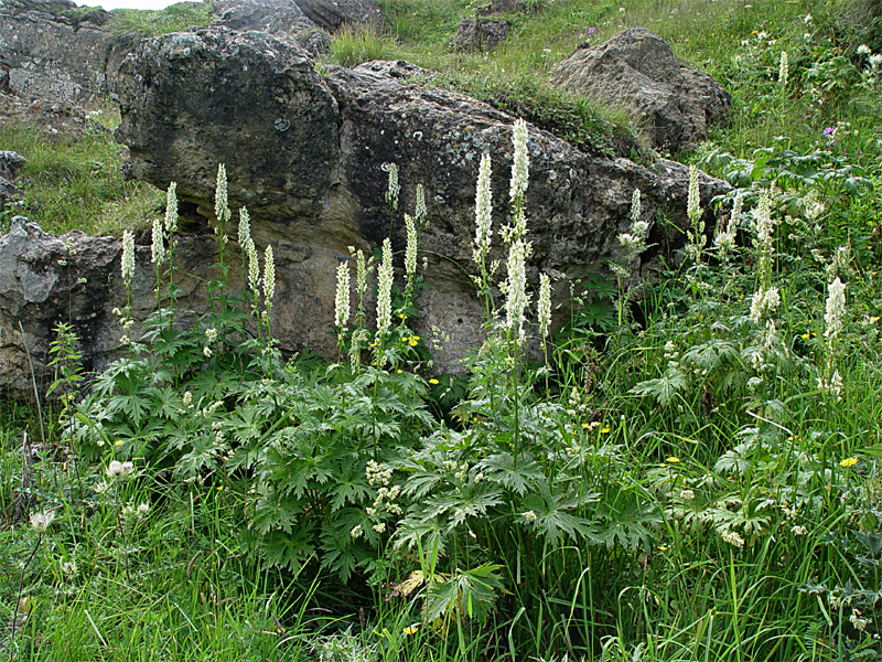 Image of Aconitum orientale specimen.