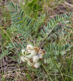 Astragalus testiculatus