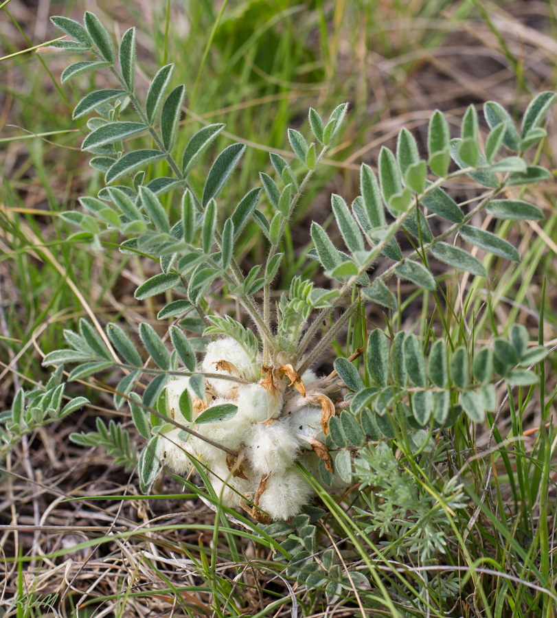 Image of Astragalus testiculatus specimen.