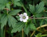 Geranium sibiricum. Часть побега с цветком. Ярославль, Петропавловский парк. 25 июля 2010 г.