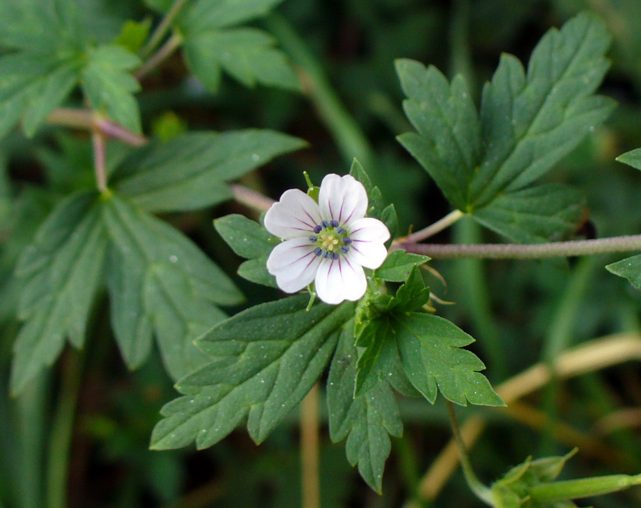 Image of Geranium sibiricum specimen.