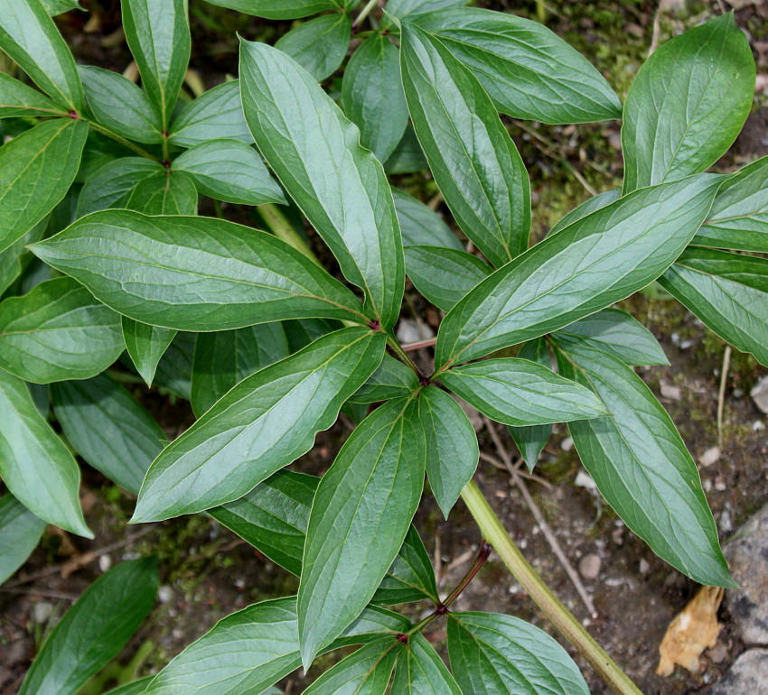 Image of Paeonia lactiflora specimen.