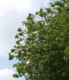 Rhamnus tinctoria. Часть кроны взрослого растения. Германия, г. Дюссельдорф, Ботанический сад университета. 02.06.2014.