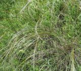 Stipa pulcherrima. Расцветающее растение. Белгородская обл., Губкинский р-н, запов. \"Белогорье\", \"Ямская степь\". 11 июня 2009 г.