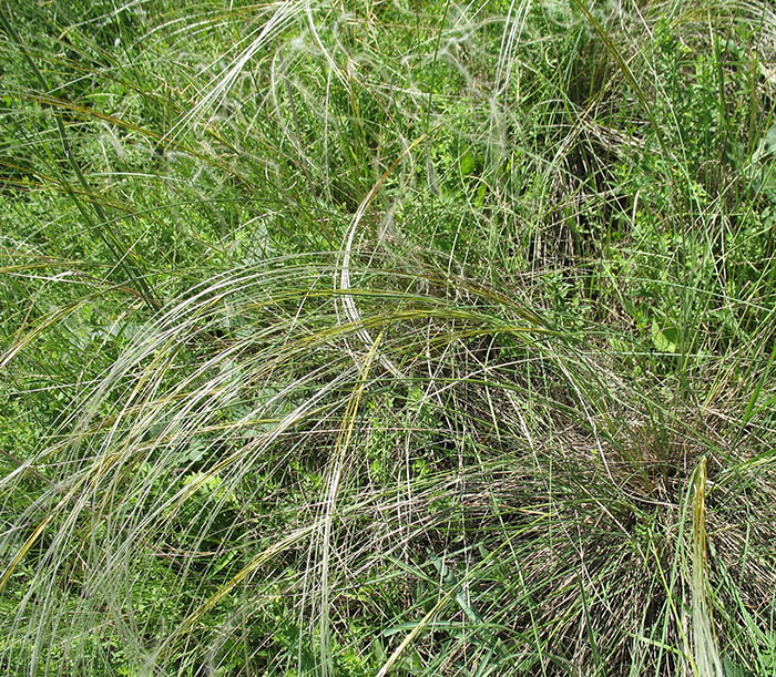 Image of Stipa pulcherrima specimen.