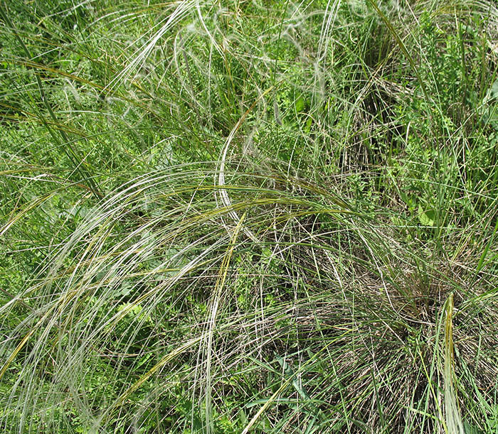 Изображение особи Stipa pulcherrima.