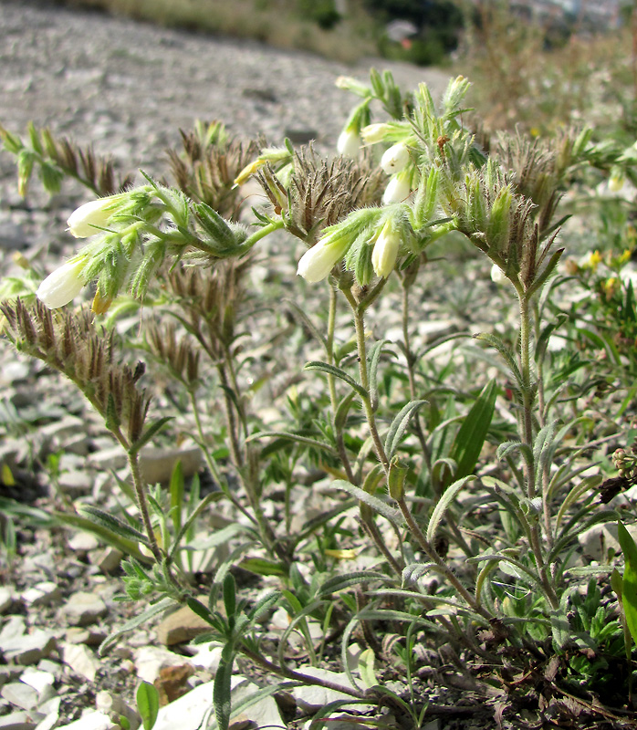 Image of Onosma montana specimen.