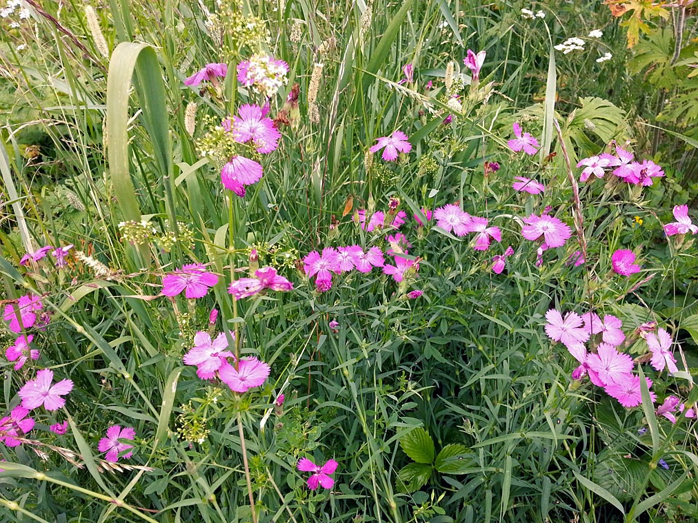 Image of Dianthus fischeri specimen.