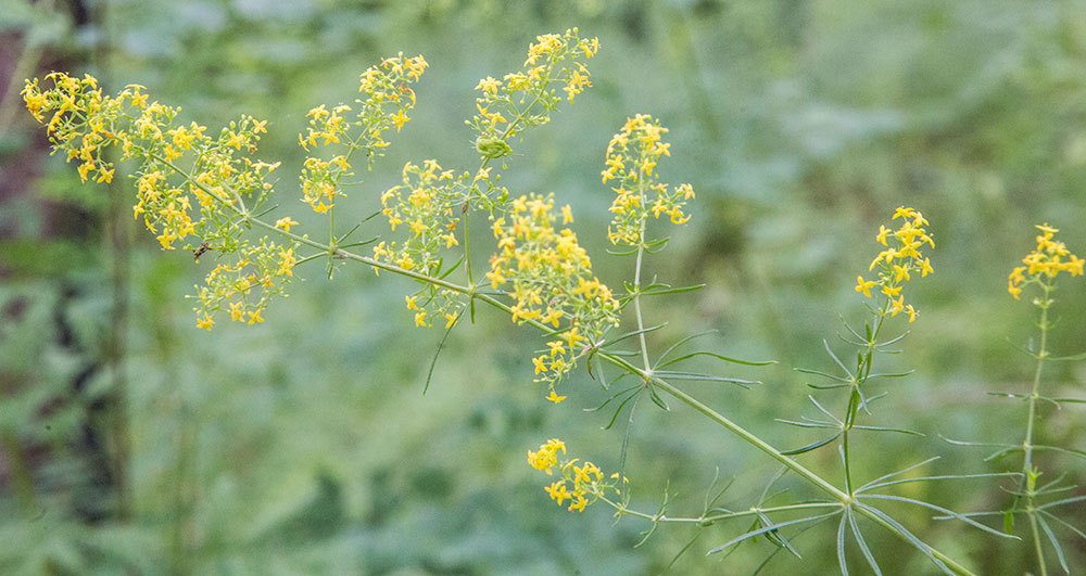 Изображение особи Galium verum.