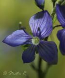 Veronica dentata