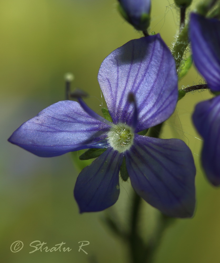 Изображение особи Veronica dentata.