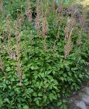 Astilbe разновидность davidii