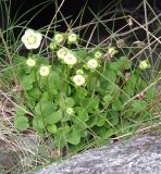 Parnassia palustris