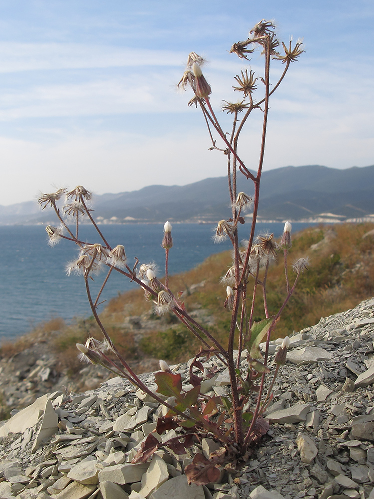 Image of Crepis rhoeadifolia specimen.
