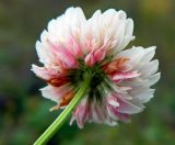 Trifolium repens