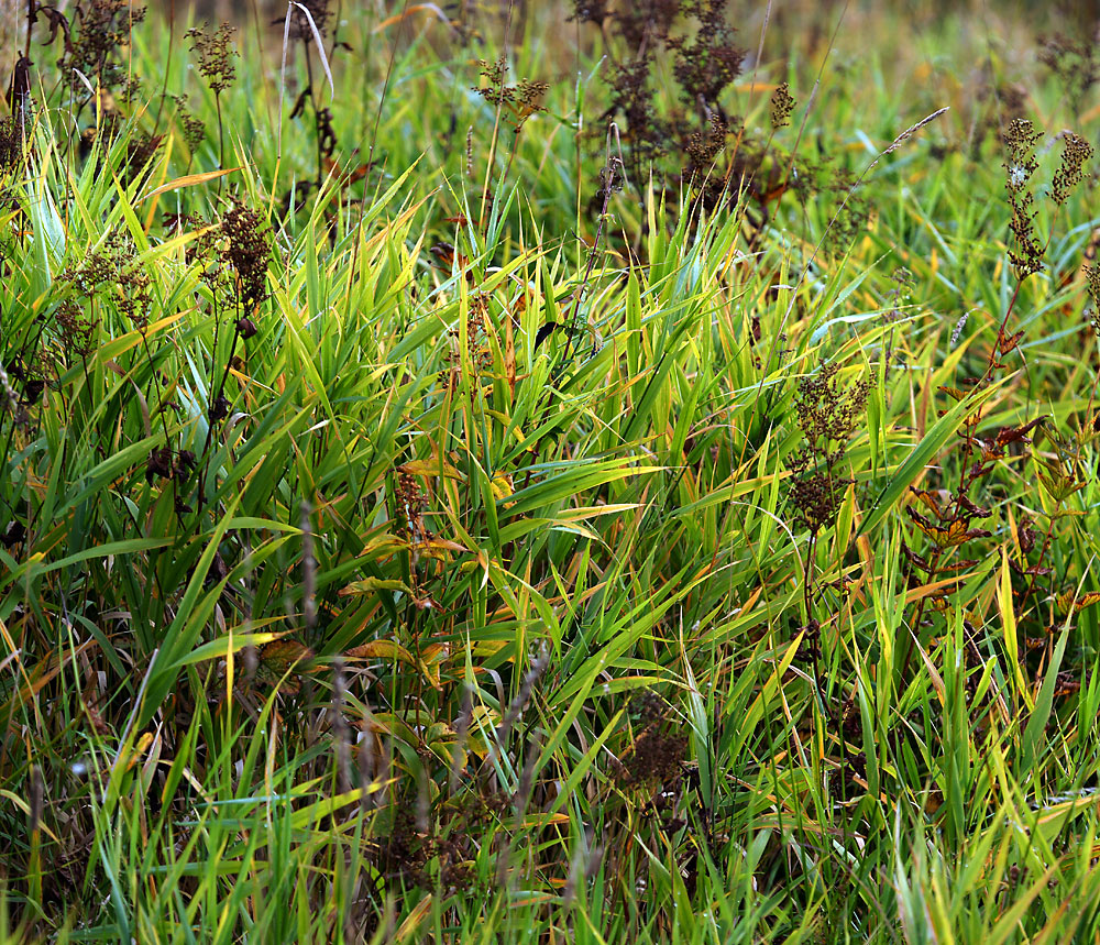 Изображение особи Phragmites australis.