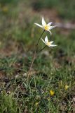 Tulipa buhseana. Цветущее растение. Южный Казахстан, левобережье Сыр-Дарьи выше Сюткента. 28.03.2014.