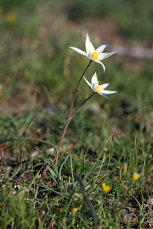 Image of Tulipa buhseana specimen.