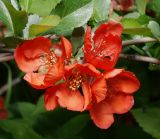 Chaenomeles japonica. Цветки. Московская обл., Раменский р-н, окр. дер. Хрипань, садовый участок. 26.05.2014.