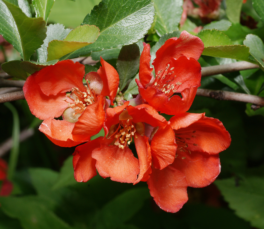 Image of Chaenomeles japonica specimen.