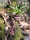 Daphne mezereum