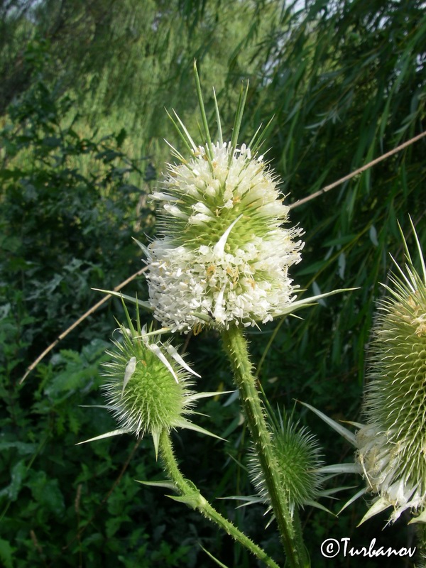 Image of Dipsacus laciniatus specimen.