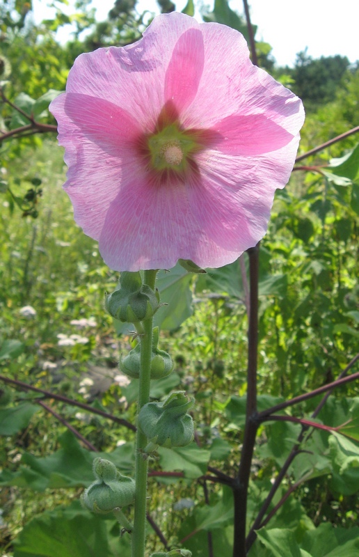 Image of Alcea rosea specimen.