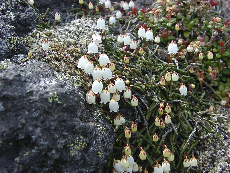 Image of Cassiope lycopodioides specimen.