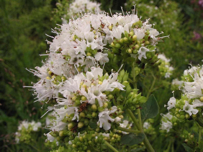 Изображение особи Origanum vulgare.